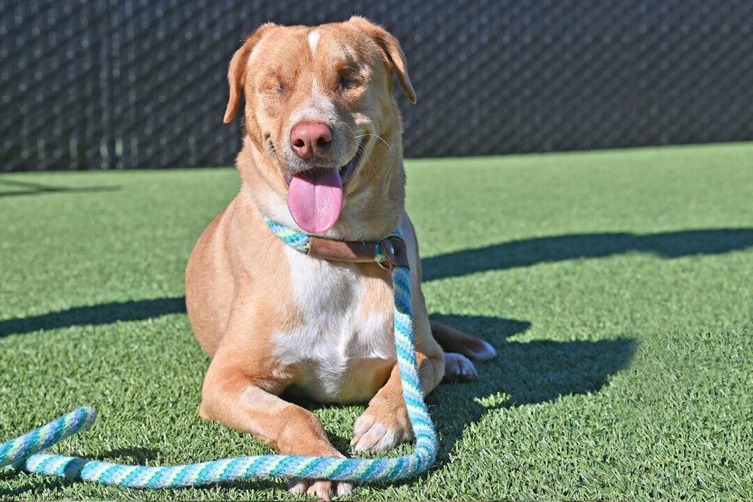 Visually Impaired Veteran Adopts Dog Left Blind and Abandoned by Previous Owners