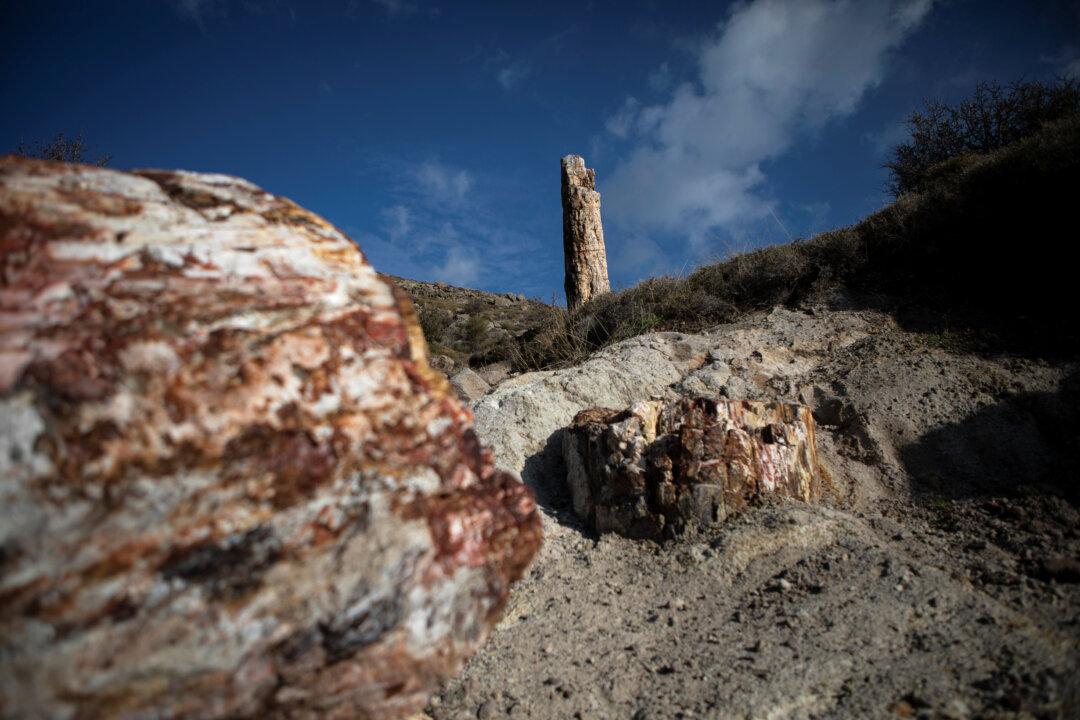Scientists in Greece Find 20 Million Year-Old Petrified Tree