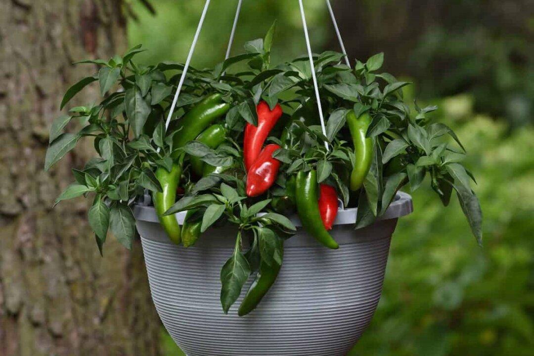 Three New Award-Winning Vegetables for Your Garden