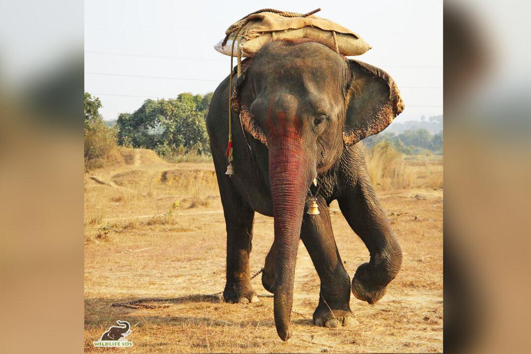Elephant That Was Force-Fed Alcohol by Owners to Keep Her Under Control Is Now Free