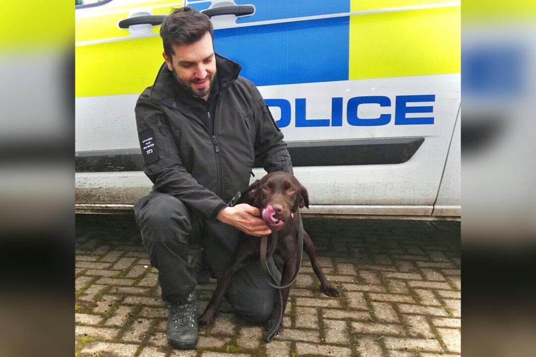 Energetic Puppy That Failed Two Rehoming Attempts Finds His Calling in the Police Force