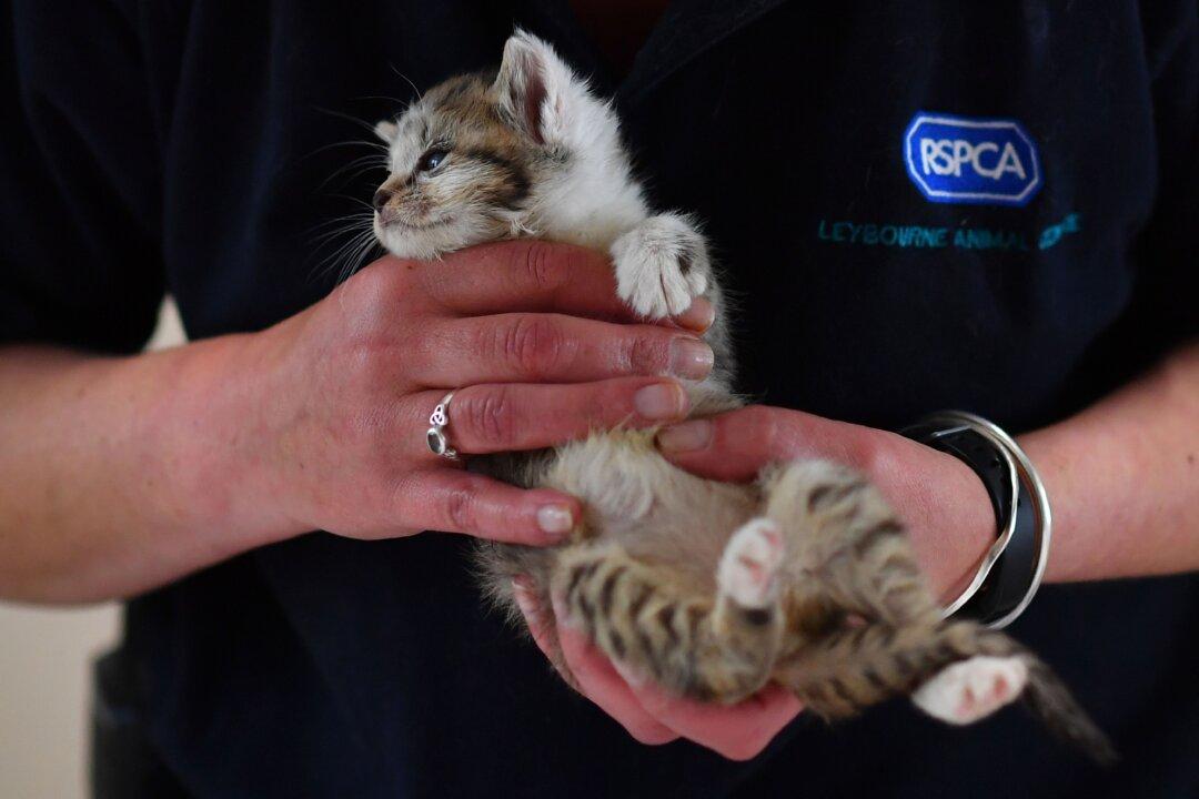 UK’s Largest Animal Charity May Pass Prosecution of Animal Abuse to Crown Prosecution Service