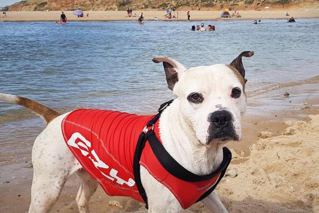 Dog in Lifejacket Rushes to Rescue Boy Drowning in River in Australia, Tows Him to Safety