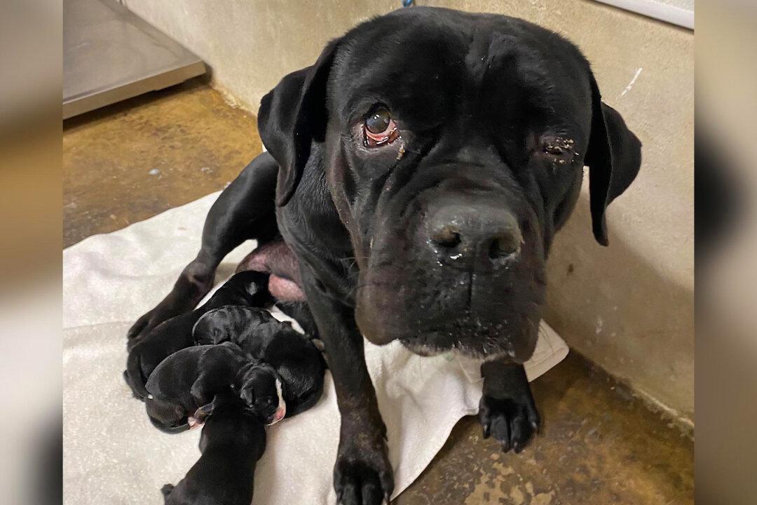 Abandoned Mother Dog With Puppies Found on Dirt Road, Rescued by Animal Control