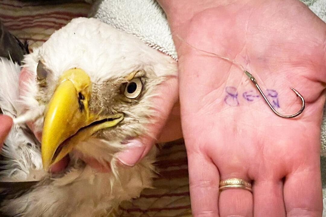 Florida Kids Find Bald Eagle Trapped in Fishing Line, Hook Through Its Beak, Rush to Its Rescue