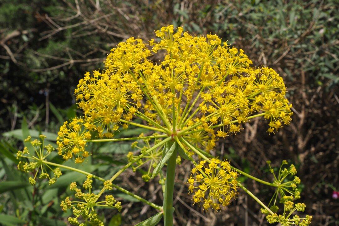 This ‘Deadly Carrot’ Has Major Antiviral Treatment Potential