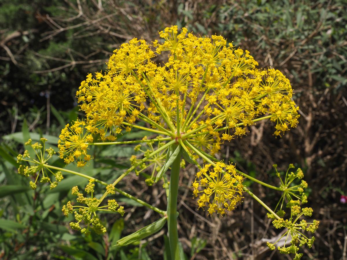This ‘Deadly Carrot’ Has Major Antiviral Treatment Potential