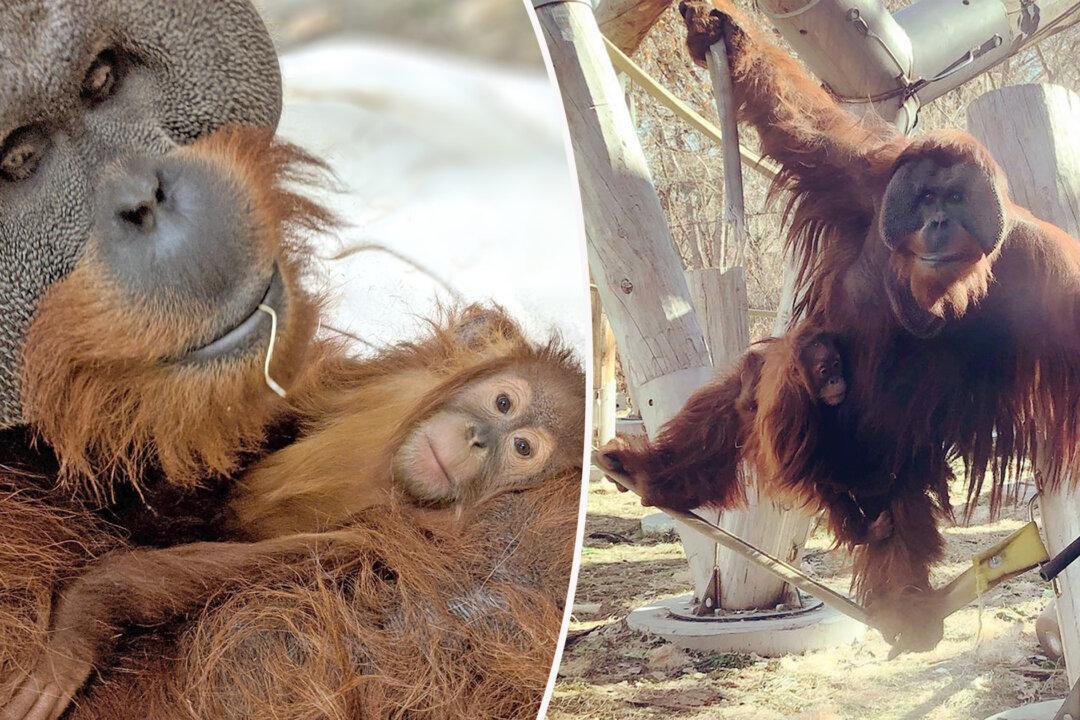 ‘Extremely Rare’: Male Orangutan Steps Up to Care for Daughter, 2, After Mom’s Sudden Death