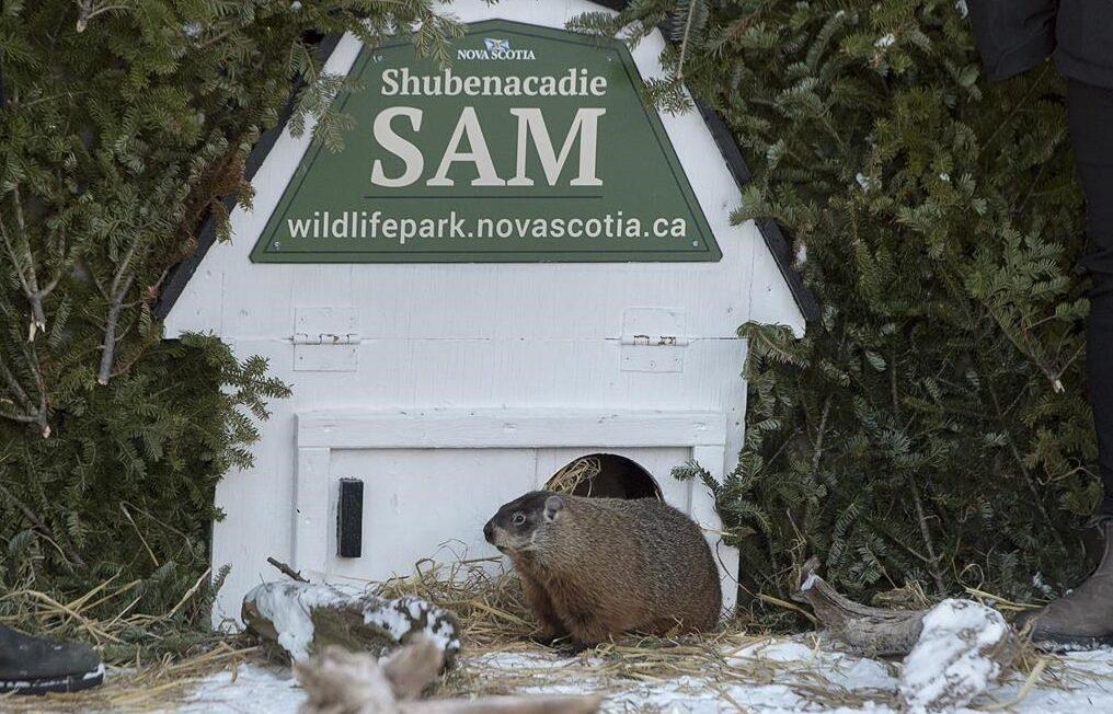 Groundhog Day Moves Online Across Canada as Precaution Against COVID-19