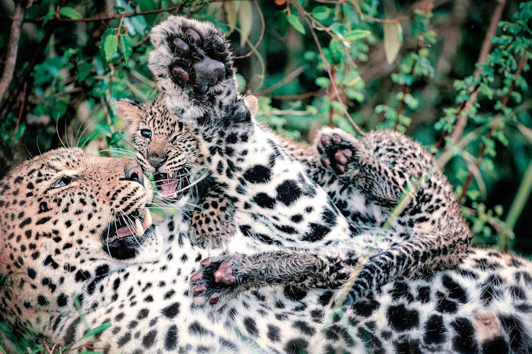 Photographer Captures Annoyed-Looking Leopard Mom With Cub Pouncing and Playing