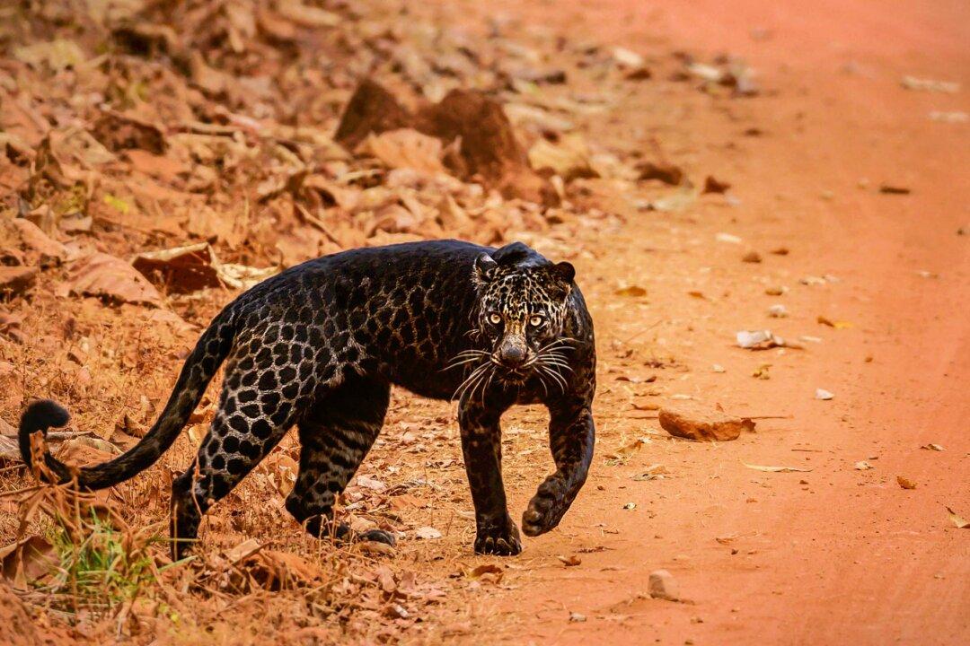 Safari-Goer Spots Extremely Rare Black Leopard in India, and the Photos Are Stunning