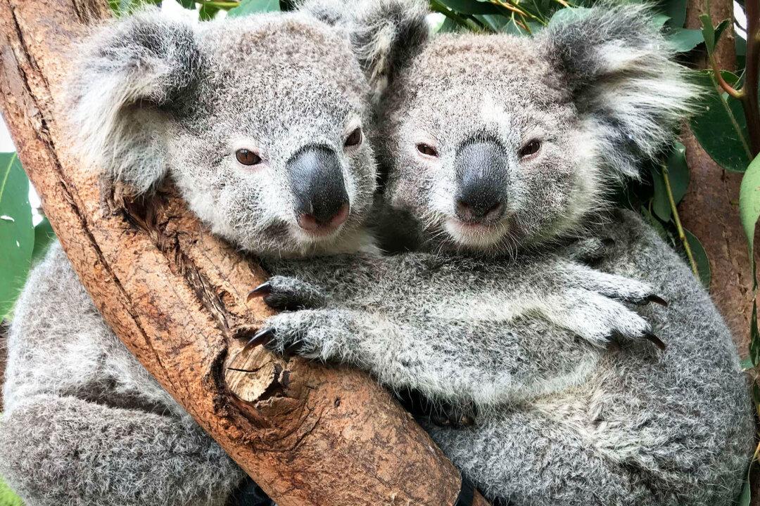 Photos of Koalas ‘Hugging It Out’ at Australian Reptile Park Are Totally Adorable
