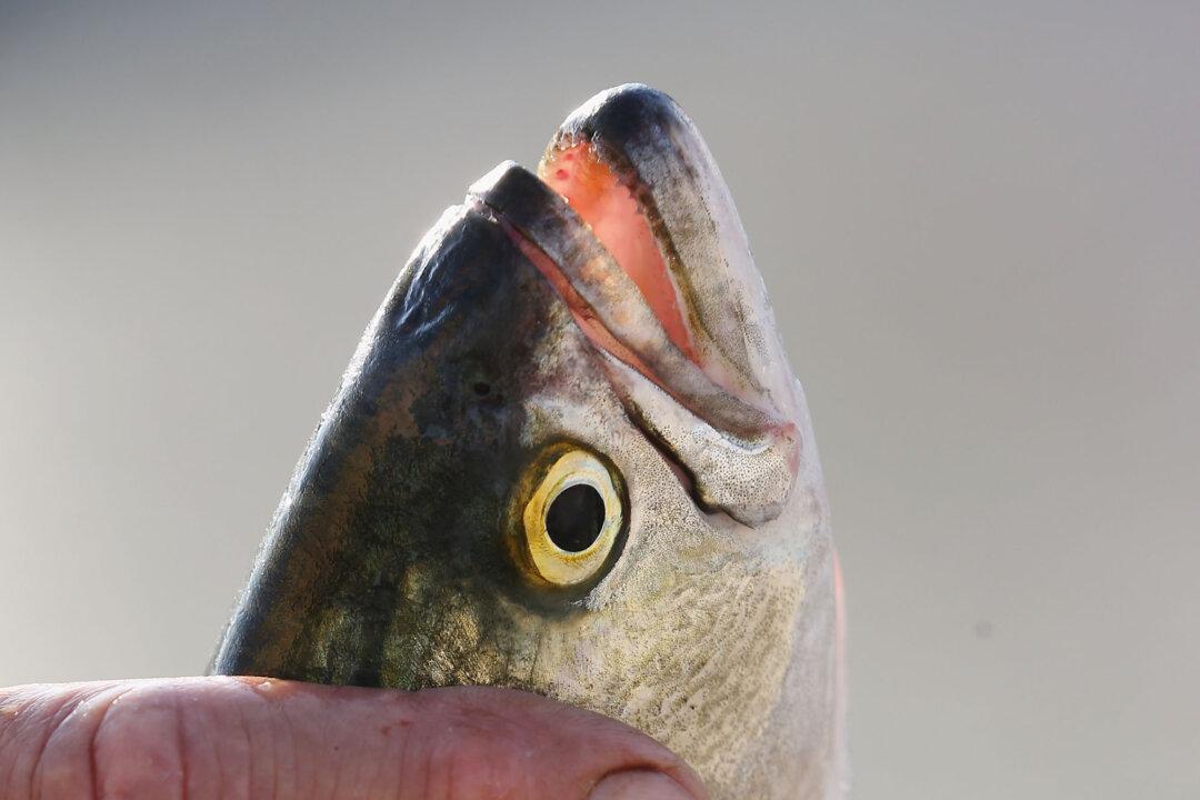 Tasmanian Salmon Exports Swim to New China-Free Markets