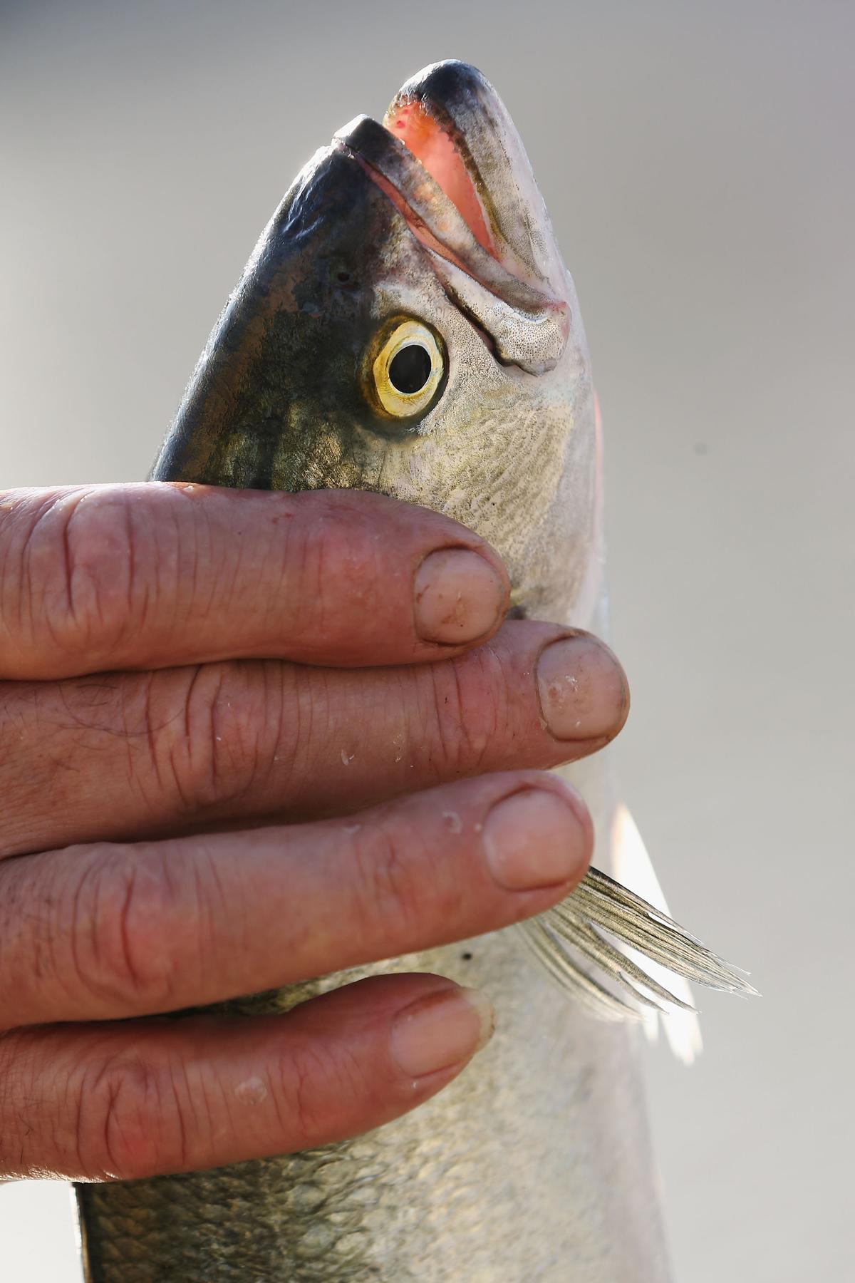 Tasmanian Salmon Exports Swim to New China-Free Markets