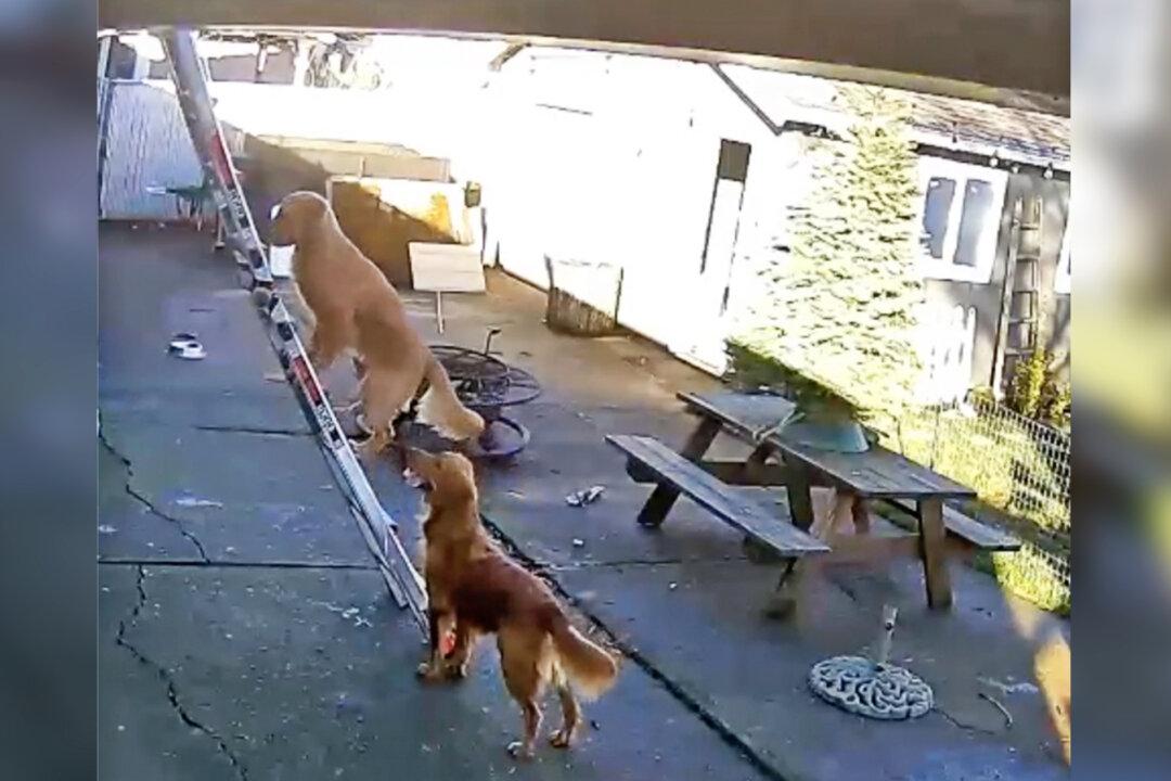 Dog Goes Viral After Security Camera Catches Him Climbing Steep Ladder to Roof by Himself