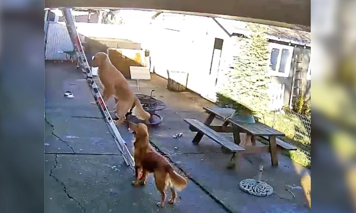 Dog Goes Viral After Security Camera Catches Him Climbing Steep Ladder to Roof by Himself