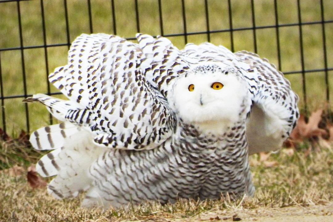 Snowy Owl Appears in Manhattan’s Central Park for the First Time in 130 Years in Rare Migration
