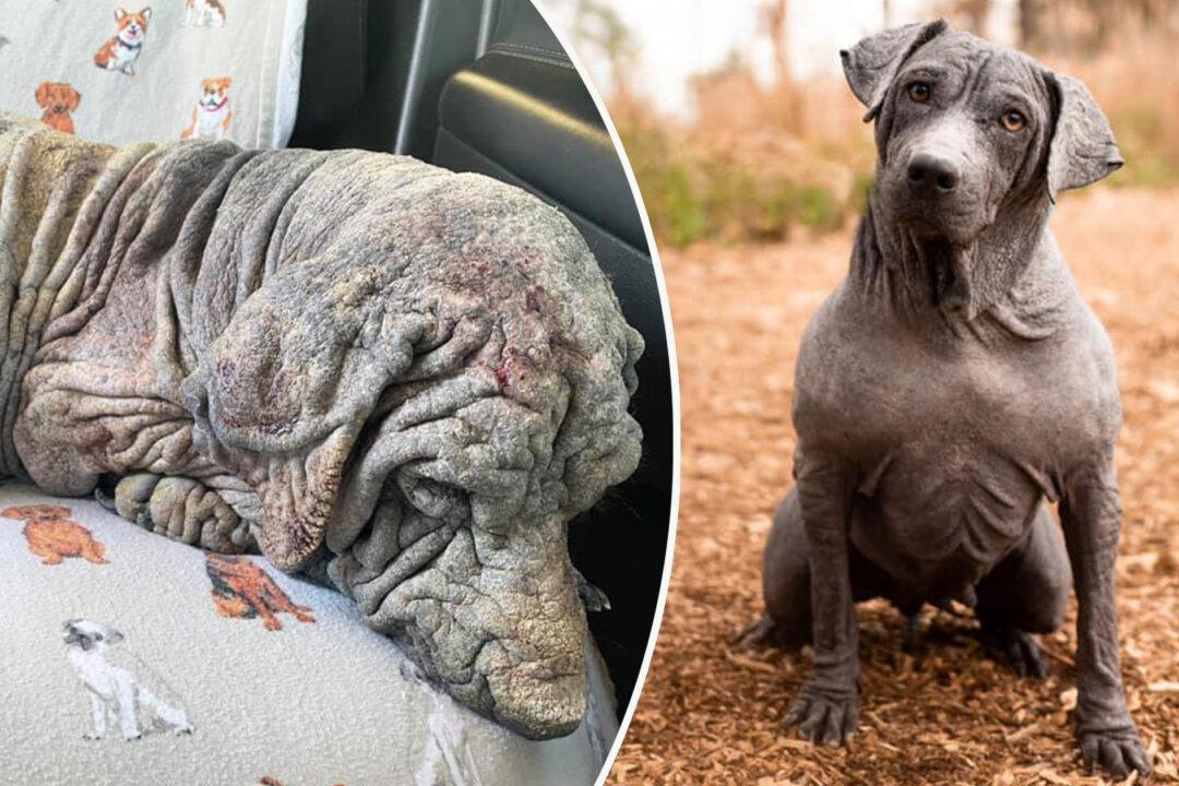 Nearly Dead Dog With ‘No Fur, Broken Spirit’ Undergoes Transformation After Rescue: Photos