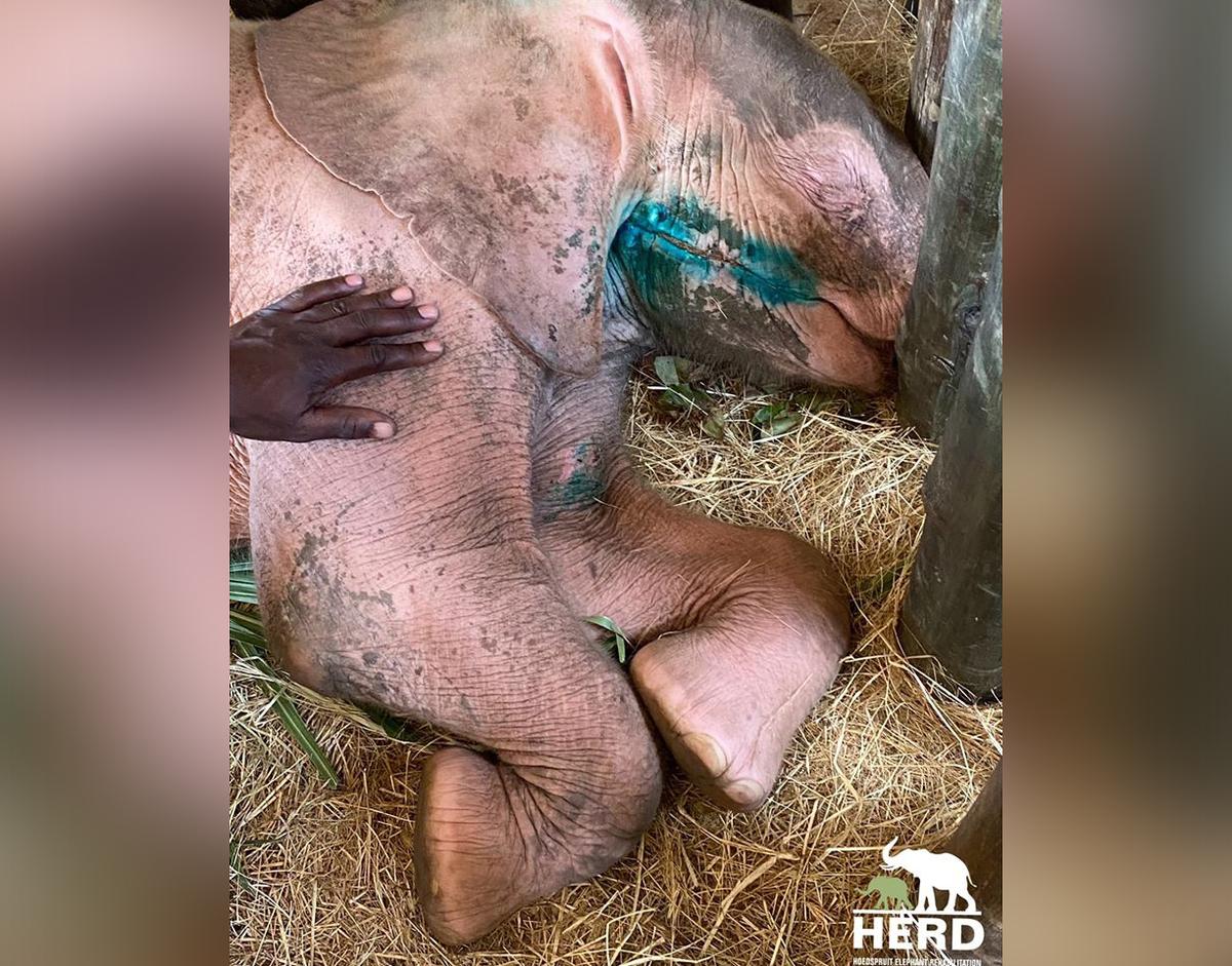 (Courtesy of HERD - <a href="https://herd.org.za/">Hoedspruit Elephant Rehabilitation and Development</a>)