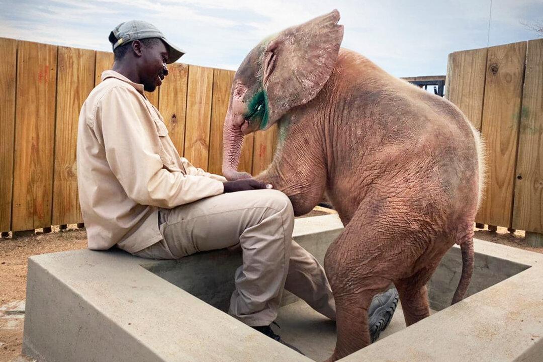 Baby Albino Elephant Found Trapped in Snare Near Death, Now Thriving Thanks to Rescuers