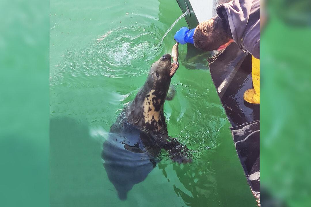 A Fisherman’s 10-Year Friendship With a Blind Seal That Greets Him Every Day: Video