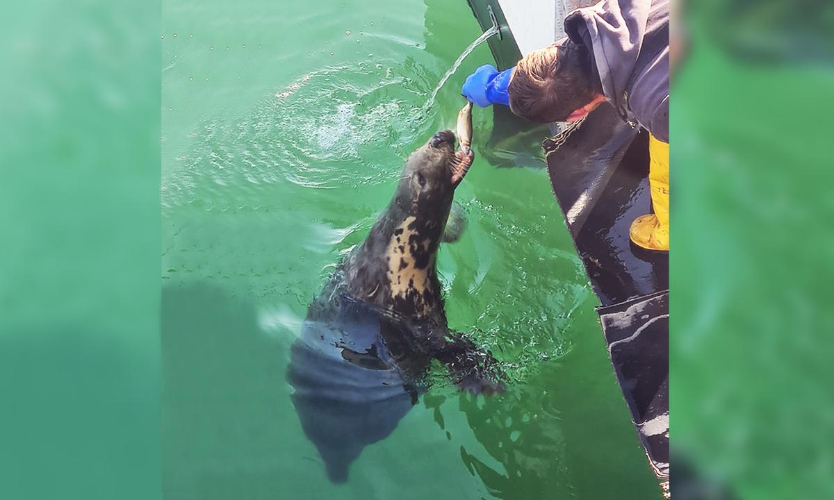 A Fisherman’s 10-Year Friendship With a Blind Seal That Greets Him Every Day: Video