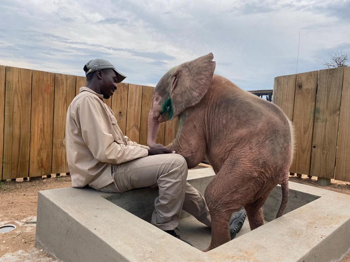 (Courtesy of HERD - <a href="https://herd.org.za/">Hoedspruit Elephant Rehabilitation and Development</a>)