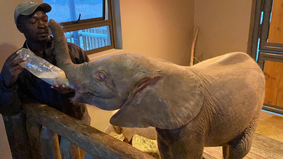 (Courtesy of HERD - <a href="https://herd.org.za/">Hoedspruit Elephant Rehabilitation and Development</a>)