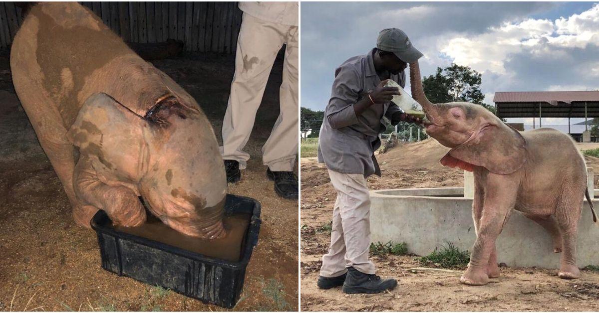 (Courtesy of HERD - <a href="https://herd.org.za/">Hoedspruit Elephant Rehabilitation and Development</a>)