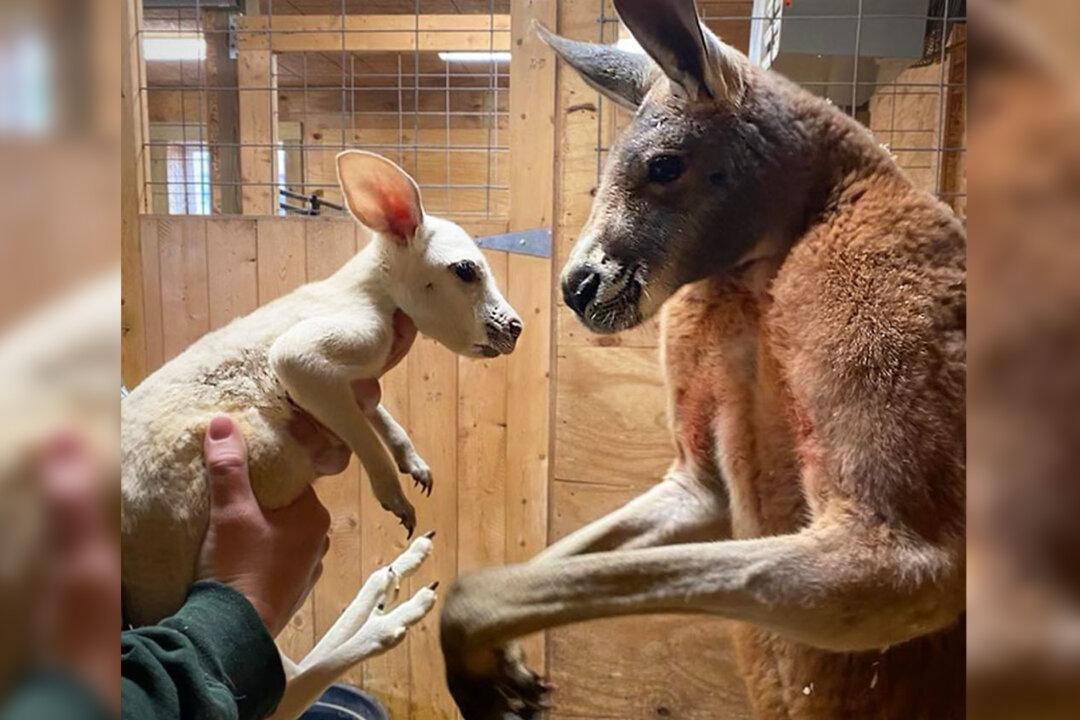 Ultra-Rare White Kangaroo Baby Born in New York Zoo, Possibly the First Ever in US