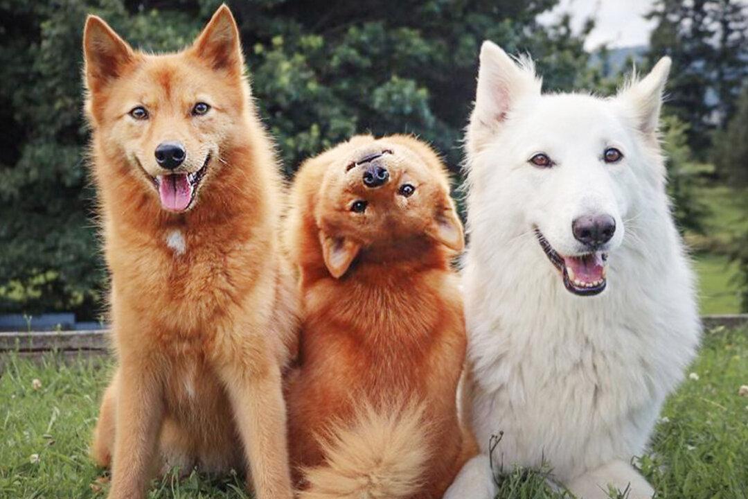 Mischievous Pup Keeps Ruining Fur Family Photos With Hilarious Pose From ‘The Exorcist’