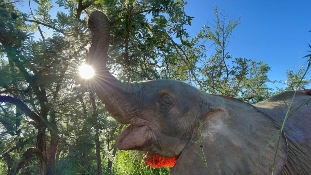 (Courtesy of HERD - <a href="https://herd.org.za/">Hoedspruit Elephant Rehabilitation and Development</a>)