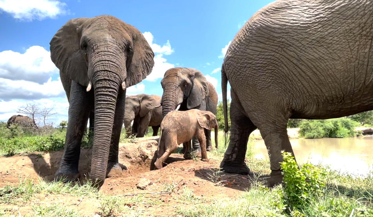 (Courtesy of HERD - <a href="https://herd.org.za/">Hoedspruit Elephant Rehabilitation and Development</a>)