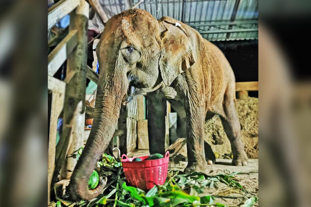 Broken, Injured Elephant ‘Waiting for Death’ Rescued From the Horrors of Logging Industry