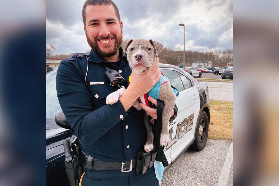 NJ Police Officer Rescues Homeless Wounded Pit Bull Pup and Adopts Him the Same Day