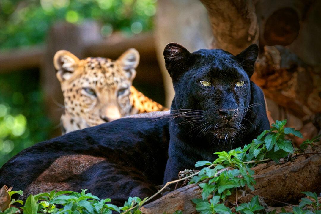 Panthers Are Actually Just Black Leopards With Invisible Spots, but Why Are They So Ultra Rare?