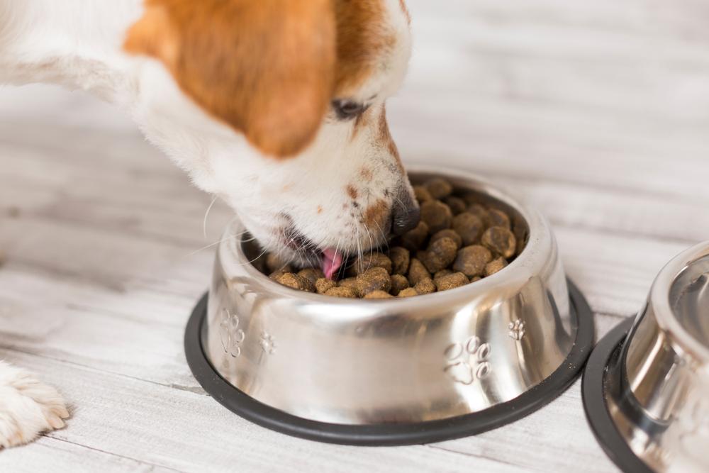 Aflatoxins in Pet Foods Sicken and Kill Dogs