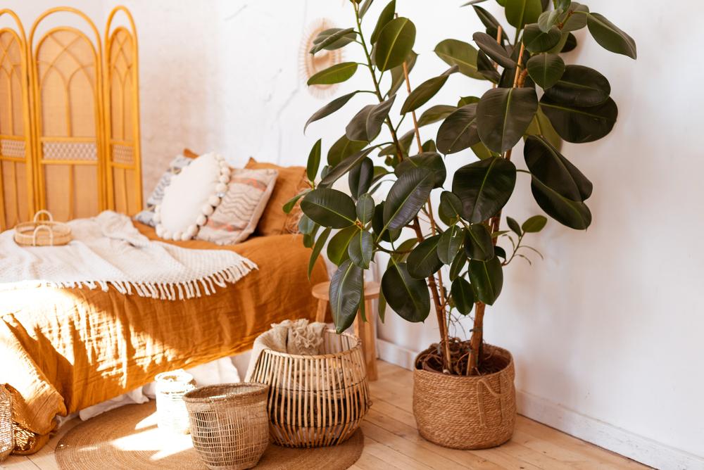 How to Care for a Rubber Tree Plant