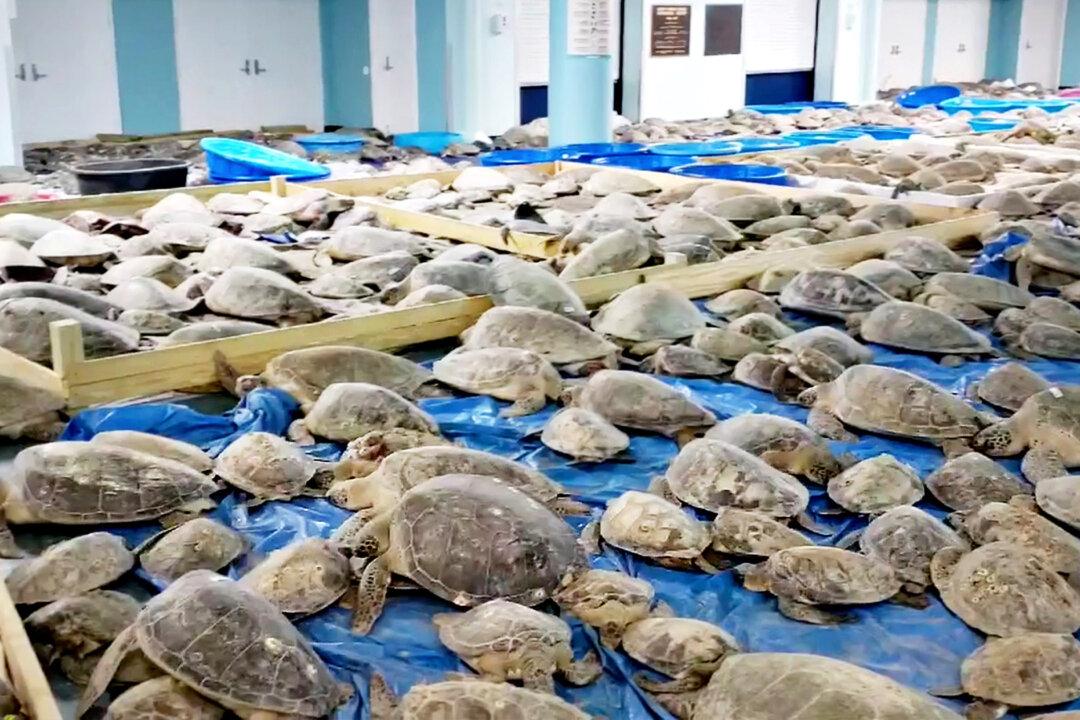 Thousands of ‘Cold-Stunned’ Sea Turtles Off Coast of Texas Rescued, Warmed in Convention Center
