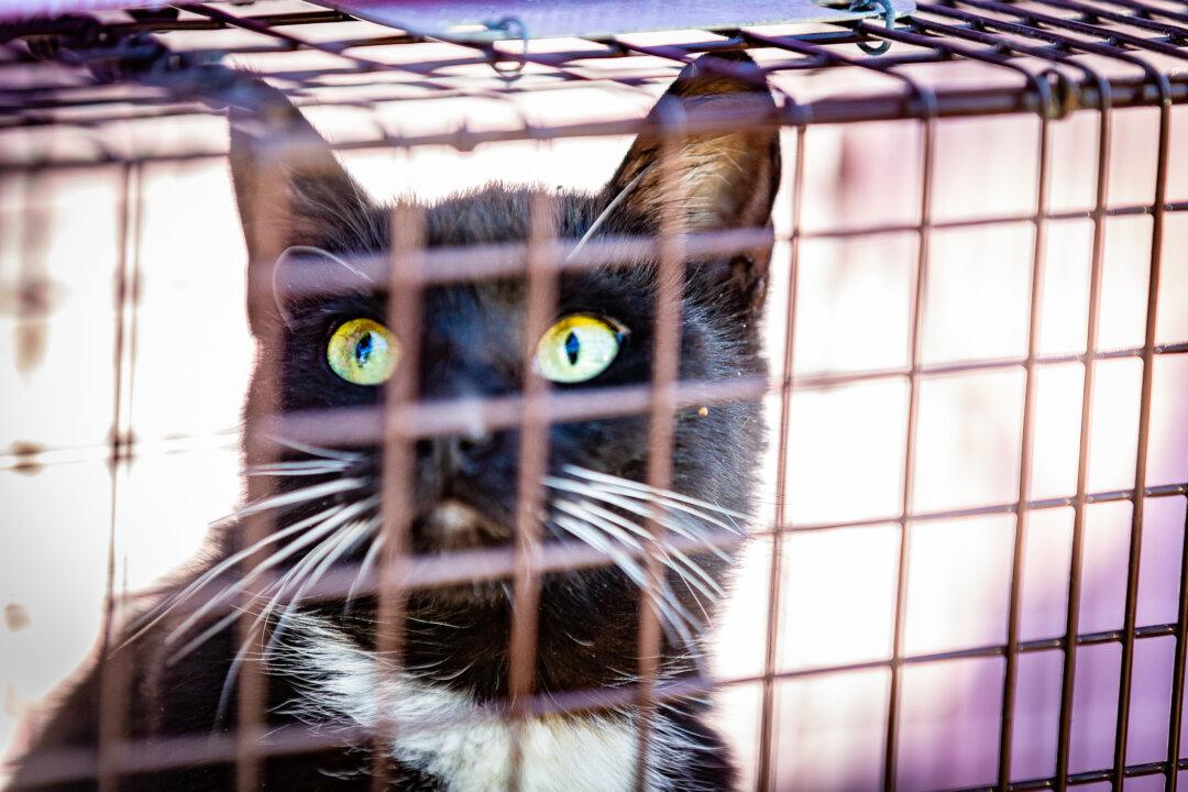 New California Law Allows Telehealth for Veterinary Patients
