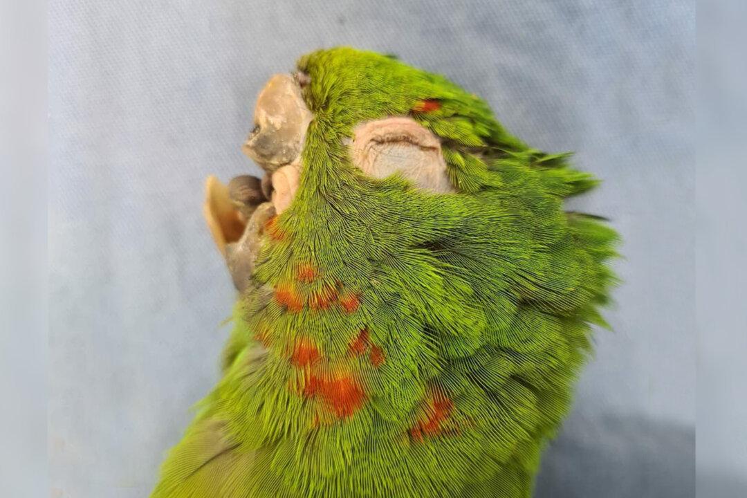Parrot With No Beak Gets Second Chance at Life After Rescuers Craft New Prosthetic Beak
