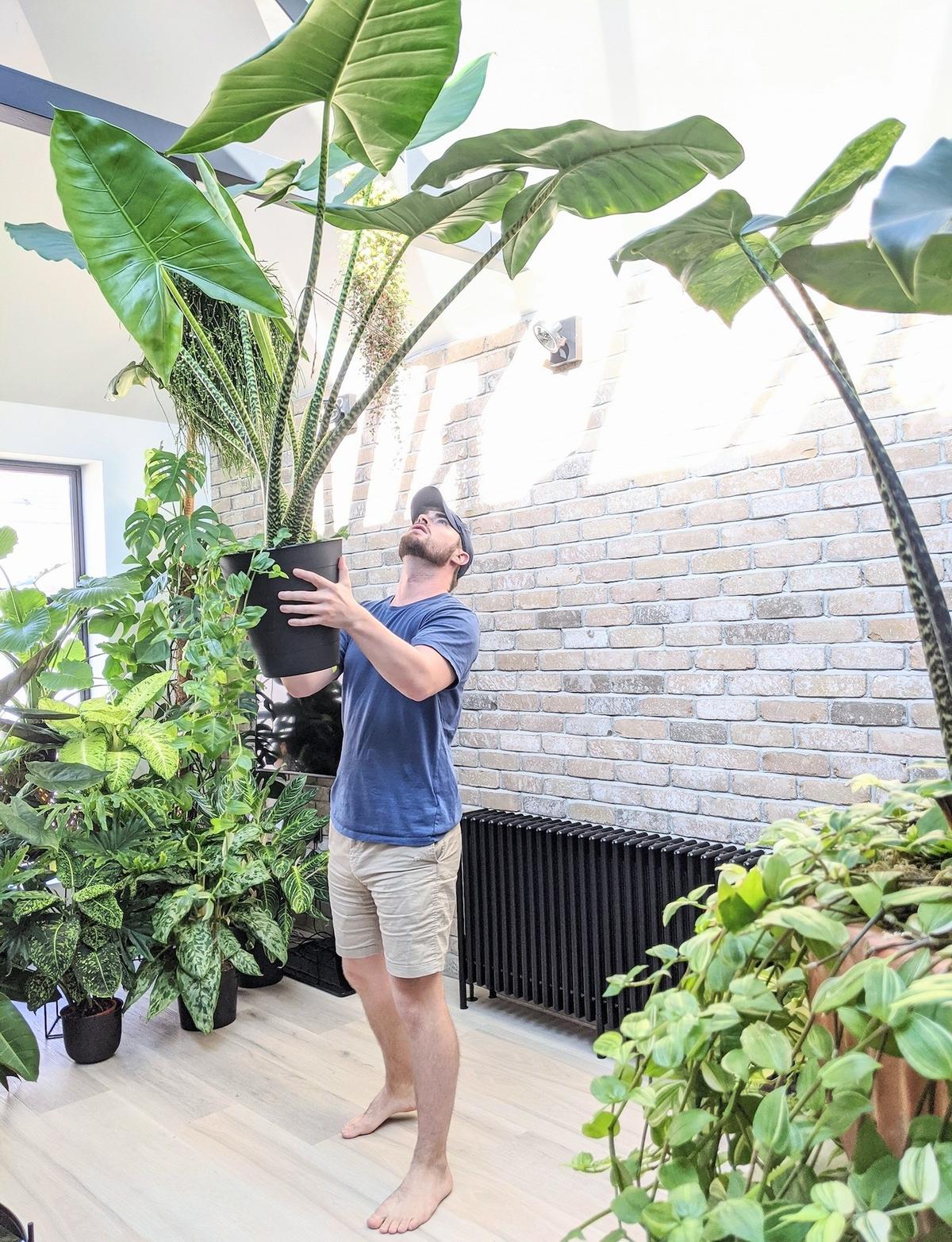 Alocasia zebrina. (Courtesy of <a href="https://www.instagram.com/notanotherjungle/">Tony Le-Britton</a>)