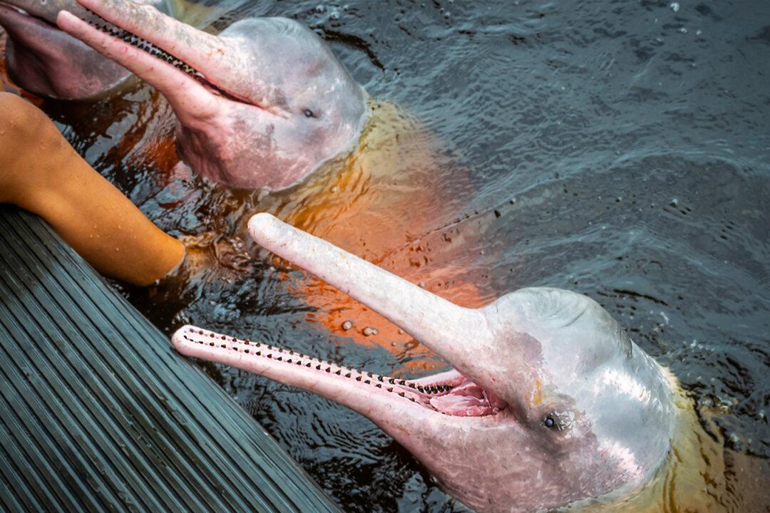 Pink River Dolphins: Bolivian Scientists, Fishermen Team up to Unravel Mysteries