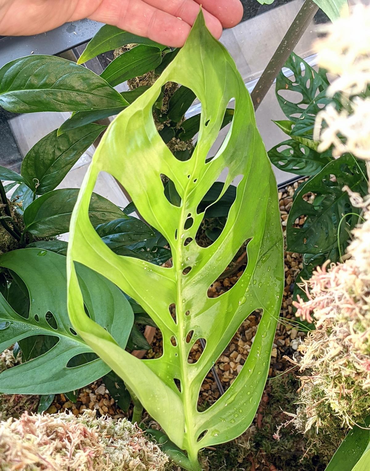 Monstera SP Bolivia. (Courtesy of <a href="https://www.instagram.com/notanotherjungle/">Tony Le-Britton</a>)