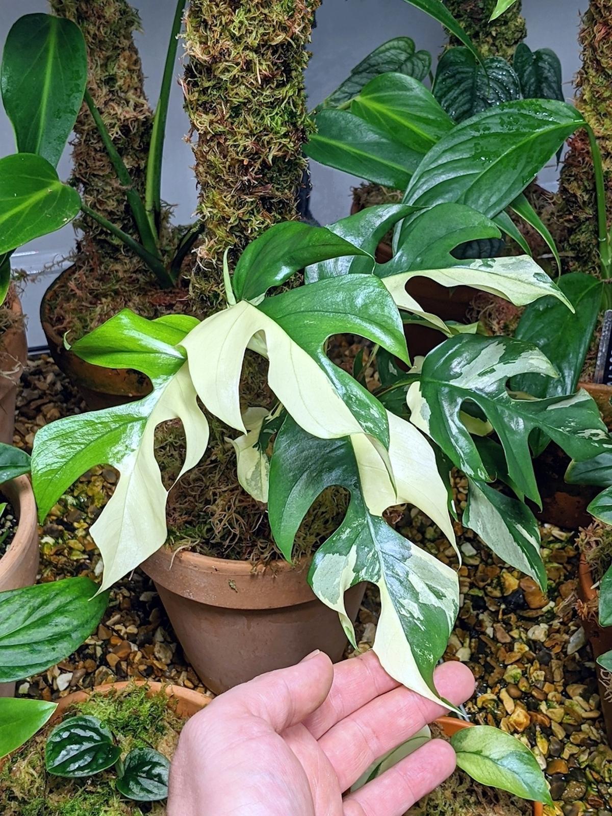 Rhaphidophora tetrasperma variegata. (Courtesy of <a href="https://www.instagram.com/notanotherjungle/">Tony Le-Britton</a>)