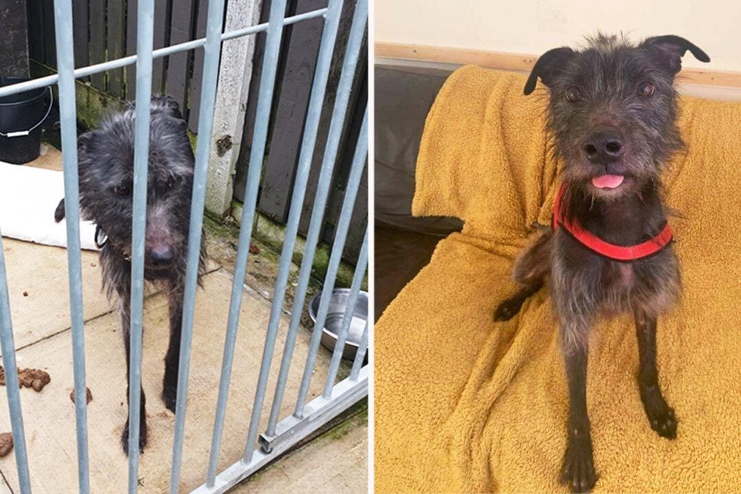 Starving Dog Found Chewing on His Own Tail After Being Locked in a Wet Kennel for 3 Weeks
