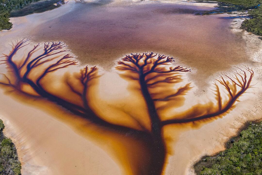 Photographer Captures Striking ‘Tree of Life’ in Aerial Images of Receding Lake: Video