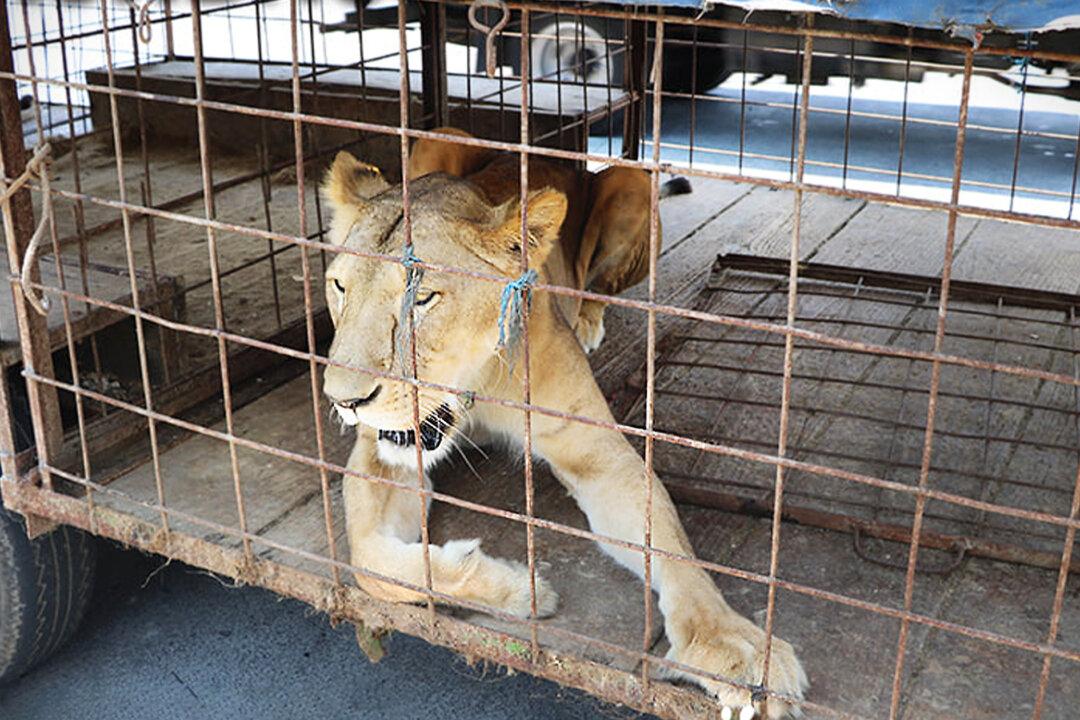 Circus Lioness Who Was Painfully Declawed Seemed Sure to Die, Until Rescuers Give Her a New Life