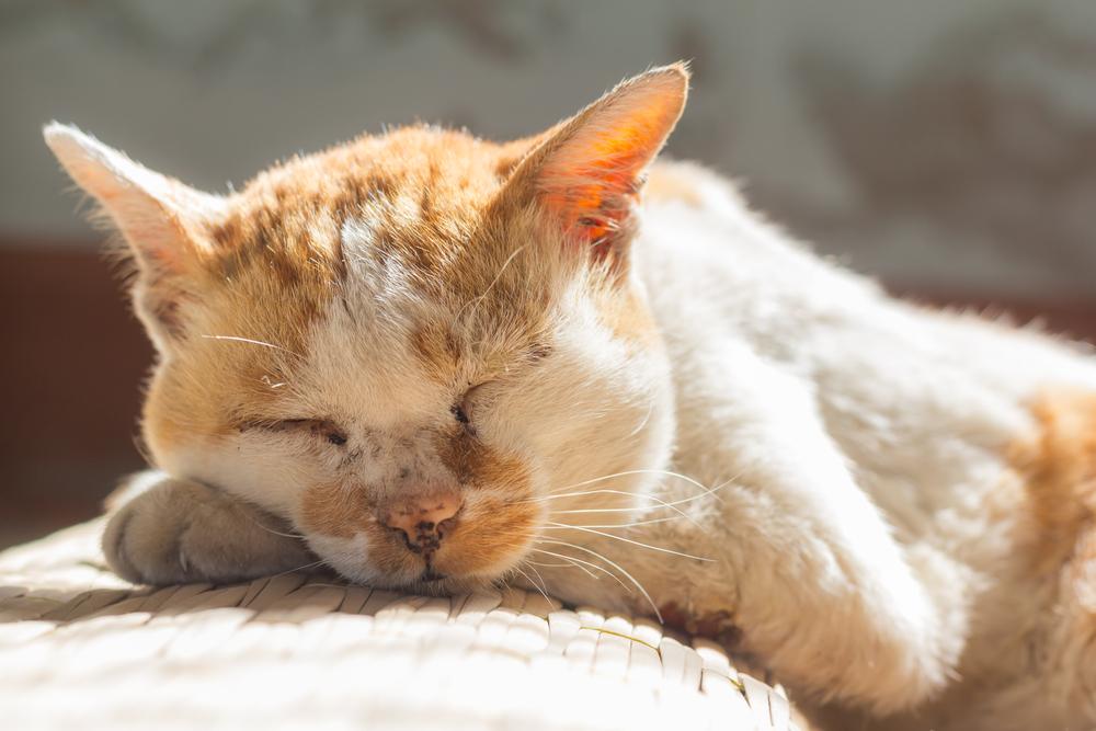 Cat’s Silent Heart Disease Causes Painful Hind Leg Paralysis