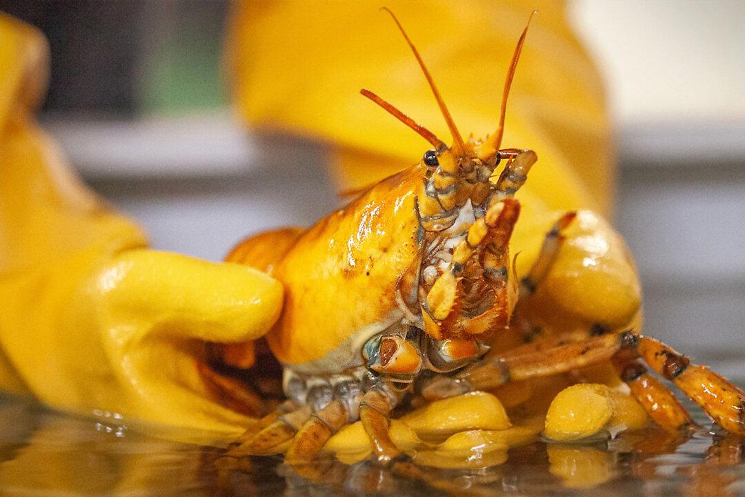 Lobsterman Catches Ultra-Rare Yellow Lobster, Dubbed ‘Banana,’ Deemed 1 in 30 Million Catch